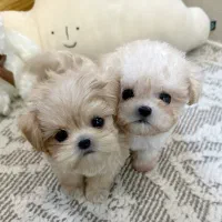 توله جیبی|سگ|اهواز, شهرک اکباتان|دیوار