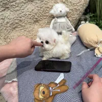 مالتیزی|سگ|تهران, شهرک غرب|دیوار