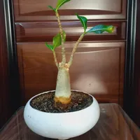 یه عالمه‌گل بنسای آدنیوم و زاموفیلیا وپتوس|گل و گیاه طبیعی|شاهین‌شهر, مخابرات (شهید بهشتی)|دیوار