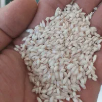 سفیدک (دلک،شاهک) برنج طارم