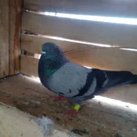 خرید فروش کبوتر و۰۰۰