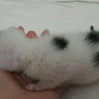 واگذاری گربه ده ماهه به نام تامی و سامی|گربه|نوشهر, |دیوار