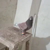 کبوتر|پرنده|بروجرد, |دیوار