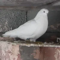 کبوتر نوک سیاه