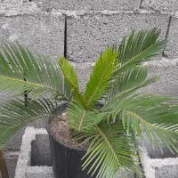 سیکاس وصخره ای|گل و گیاه طبیعی|رشت, حومه رشت|دیوار
