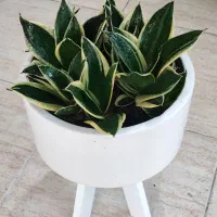 گل اپارتمانی