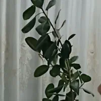 گل فیلیکوس آمریکایی حدود اندازه ۲مترو ۷۰