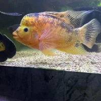 پرت