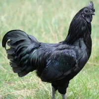 جوجه ایام سمانی