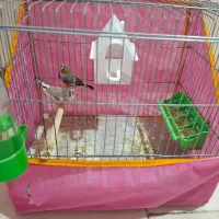 فنج با قفس و لوارم|پرنده|شیراز, سجادیه|دیوار