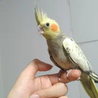 طوطی عروس هلندی های سخنگو و چلوندنی و اموزش دیده|پرنده|قائمشهر, |دیوار