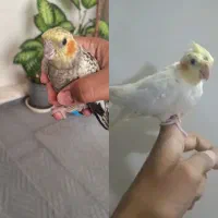عروس هلندی نر و ماده