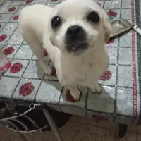 سلام یک سگ گمشده