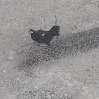جوجه خروس ۴ ماهه