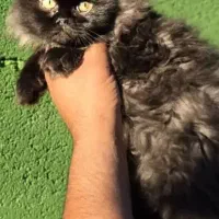 توله گربه نژاددار