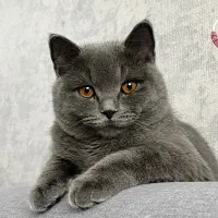 فروش گربه