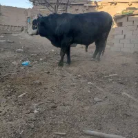 گاو نر کشتاری کیلویی 350|حیوانات مزرعه|باوله, |دیوار