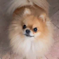 پامربن دوسر خرسی نر و پامر عروسکی ماده اورجینال