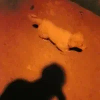 سگ پاکوتا