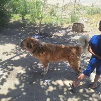 سگ نگهبان|سگ|بروجرد, |دیوار