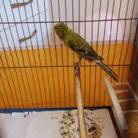 قناری نرو ماده سبز چمنی آماده...