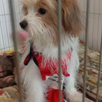 شیتزو. فوری|سگ|تهران, المهدی|دیوار