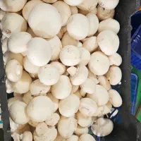 قارچ  به قیمت کارخانه