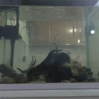 آکواریوم شیشه خم