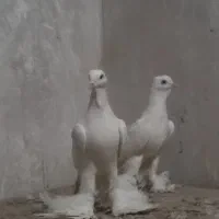 یک جفت اوجا میز گوشی