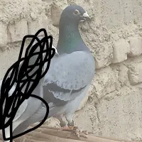 نرسبز پولک گم شده