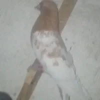 4عدد کبوتر|پرنده|زرند, |دیوار