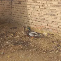 اردک پروازی|حیوانات مزرعه|نقده, |دیوار