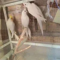 سه عدد طوطی جوان ۲تا البینو ۱ لوتینو به همراه قفس