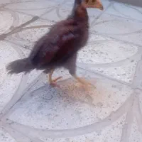 جوجه لاری معاوضه با جوجه امپراتوری