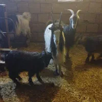 بز و بزغاله|حیوانات مزرعه|لواسان, |دیوار