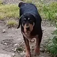 سگ نگهبان