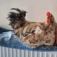 خروس اصیل برهما