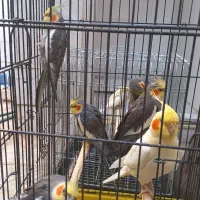 عروس  هلندی