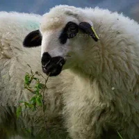 گوسفند چراشده پرواری وگوشتی بضمانت مرجوعی