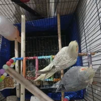 عروس هلندی سخنگو|پرنده|تهران, شهرک رضویه|دیوار