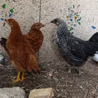 سه تا جوجه