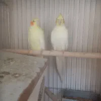 عروس هلندی جفت