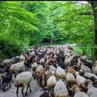 گوسفندعقیقه نذری مصرف منزل کربلای و.قصاب+خونی