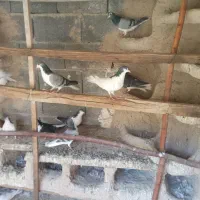 کبوتر دمگیر،بدرنگ روزگاری|پرنده|پیر بکران, |دیوار