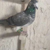 بزک سینه سفید و کوهی پلاکی