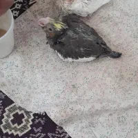 عروس هلندی سرلاکی|پرنده|بناب, |دیوار