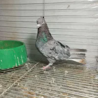 کبوتر سرور دم سفید