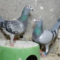 کبوترمسافتی|پرنده|مشهد, مهدی آباد|دیوار