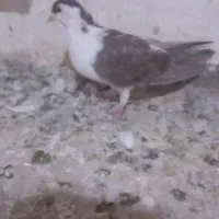 حیون گرفتنی|پرنده|سبزوار, شهرک جهاد|دیوار