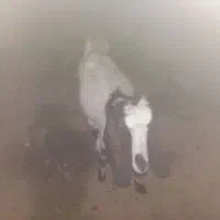 بز و بیگ داشتی|حیوانات مزرعه|شوشتر, |دیوار